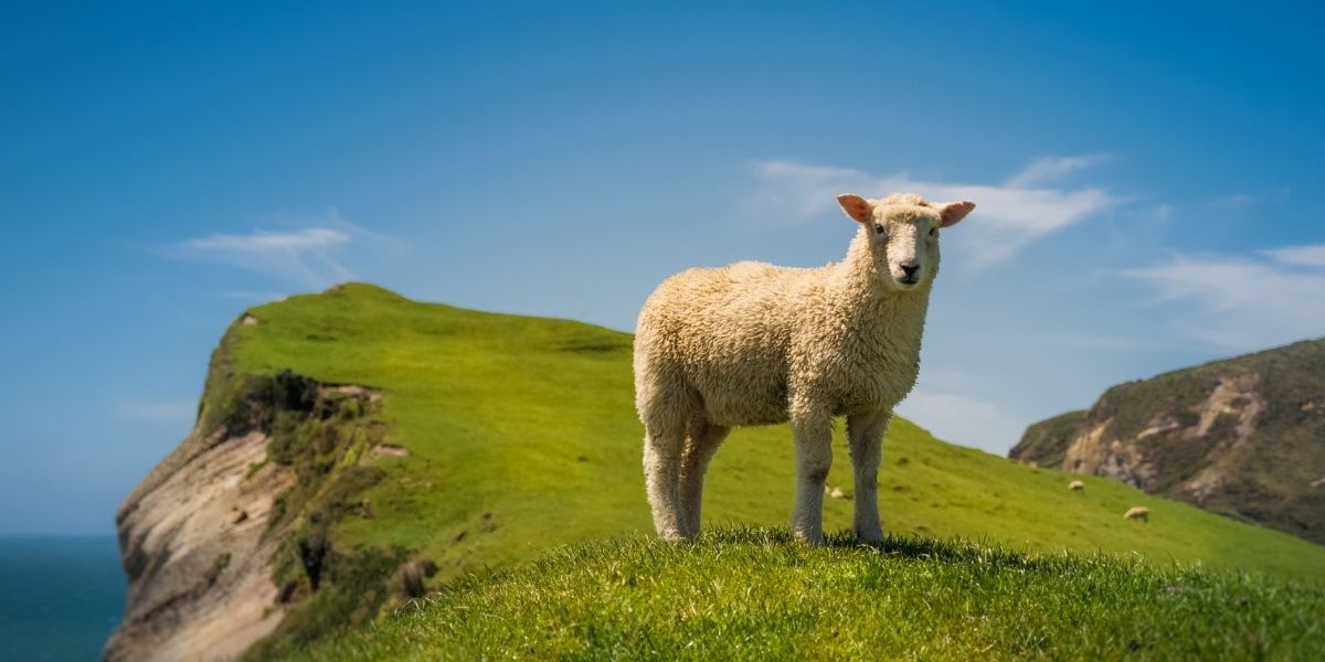 lone sheep on hillside