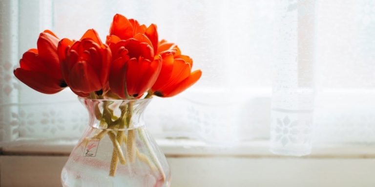 red tulips in a clear vase
